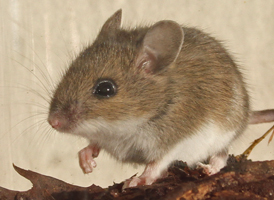 White-footed Mouse